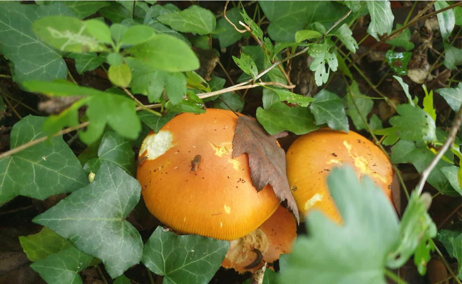 Puygaillard-de-Quercy Seuls En Pleine Nature - Gite La Cote Blanche מראה חיצוני תמונה