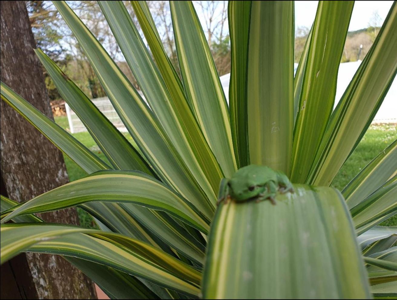 Puygaillard-de-Quercy Seuls En Pleine Nature - Gite La Cote Blanche מראה חיצוני תמונה